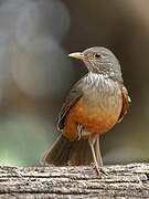 Rufous-bellied Thrush