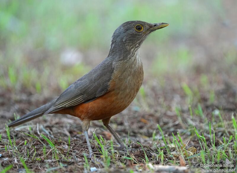 Rufous-bellied Thrush