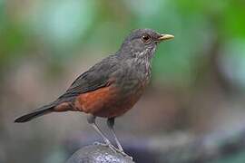 Rufous-bellied Thrush