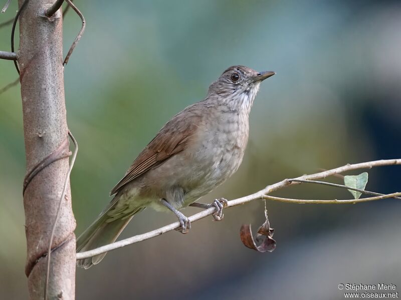 Pale-breasted Thrush