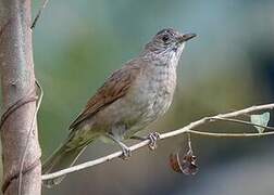 Pale-breasted Thrush