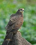 Snail Kite