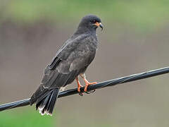 Snail Kite