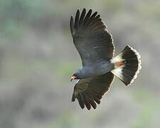 Snail Kite