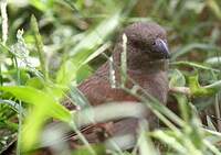 Moineau perroquet