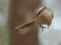 Chalk-browed Mockingbird