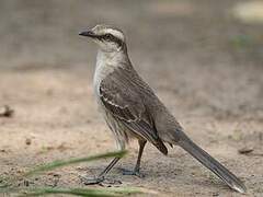 Chalk-browed Mockingbird