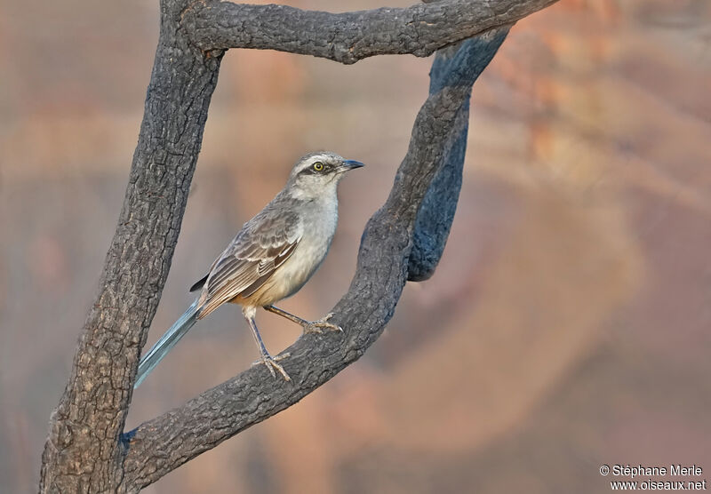 Chalk-browed Mockingbirdadult