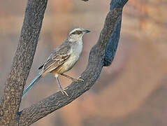 Chalk-browed Mockingbird