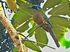 Motmot houtouc