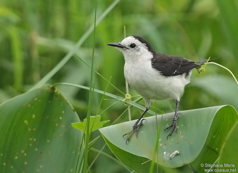 Black-backed Water Tyrantadult