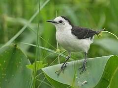 Black-backed Water Tyrant