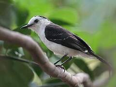 Black-backed Water Tyrant