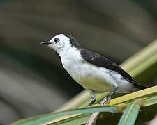 Black-backed Water Tyrant