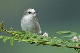 White-headed Marsh Tyrant