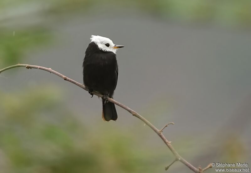 White-headed Marsh Tyrant male