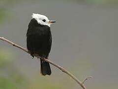 White-headed Marsh Tyrant