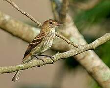 Bran-colored Flycatcher