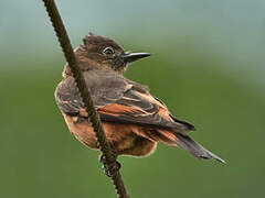 Cliff Flycatcher