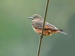 Cliff Flycatcher