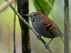 Star-throated Antwren