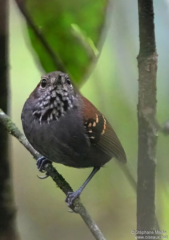 Star-throated Antwrenadult