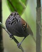 Star-throated Antwren