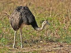 Greater Rhea