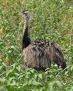 Greater Rhea