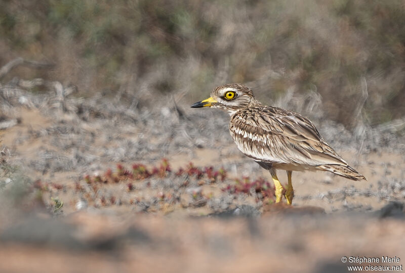 Eurasian Stone-curlewadult