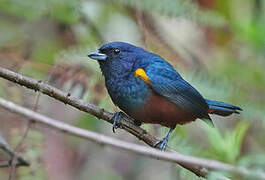 Chestnut-bellied Euphonia