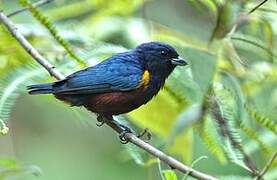 Chestnut-bellied Euphonia