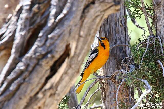 Oriole à Ailes Blanches - Stme246950