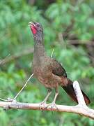 Chaco Chachalaca