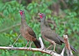 Chaco Chachalaca