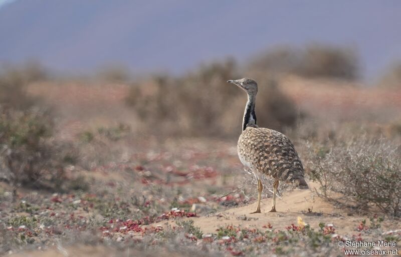 African Houbaraadult