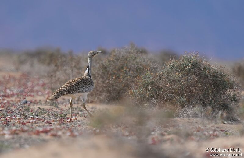 Houbara Bustard