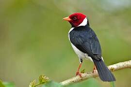 Yellow-billed Cardinal