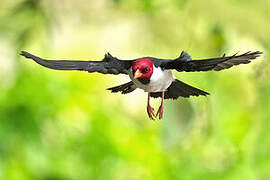 Yellow-billed Cardinal