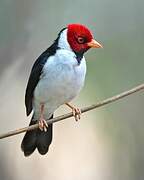 Yellow-billed Cardinal