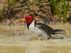 Yellow-billed Cardinal