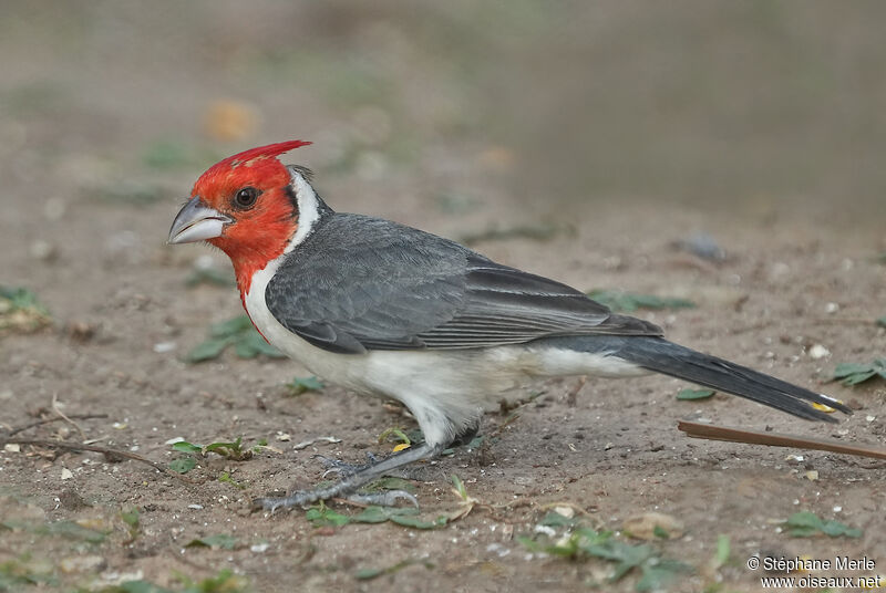 Red-crested Cardinal