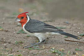 Red-crested Cardinal