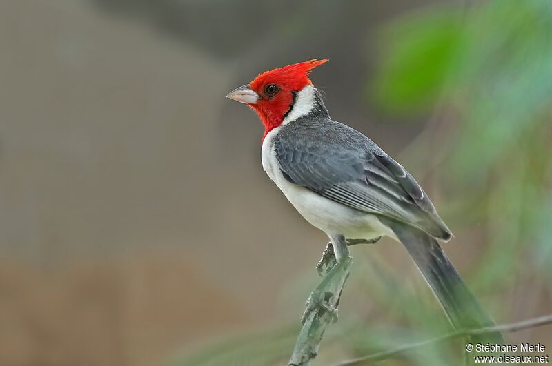 Red-crested Cardinaladult