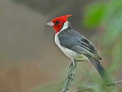 Red-crested Cardinal