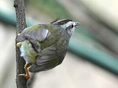 Golden-crowned Warbler