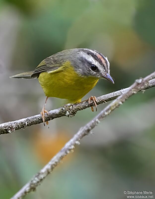 Paruline à couronne doréeadulte