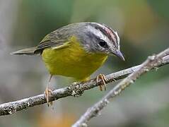 Golden-crowned Warbler