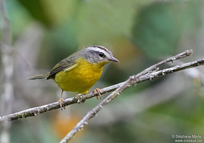 Golden-crowned Warbler