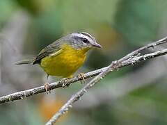 Golden-crowned Warbler